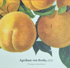 Apricot 'Von Breda' (Heritage Variety)
